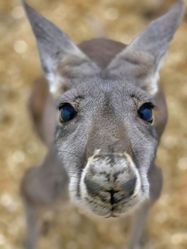  Red Kangaroo Close Up at GarLyn Zoo